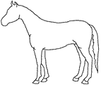 馬の正姿勢