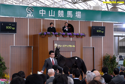 �y2008 JRA�u���[�Y�A�b�v�Z�[���z�̋���X�e�[�W
