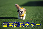 �n�s�h�b�g�R���c�ƕ����`���[
