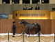 当場コンサイニング馬【マルカボルト号】がJRA2連勝!
