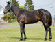 当場生産馬【リネンタキシード号】がJRA初勝利!
