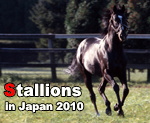 Stallions in japan