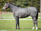 当場中期育成馬【ジョーイロンデル号】が重賞初制覇!