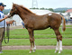 当場生産馬【トーセンヤッテキタ号】が中央初勝利!