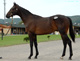 当場生産馬【ロフティークリフ号】が中央2勝目!