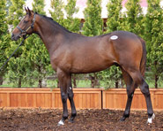 �~�X�N���u�A�b�v����2005	-���V���{���N���X�G�X-��~�X�N���u�A�b�v���i�ꕃSeattle Slew�j