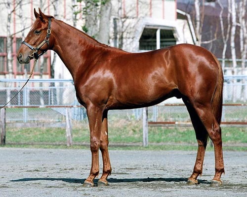 No.31-クライドコーストの16(byチーフベアハート)