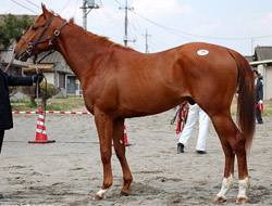 ミヨノエルフの17(父トワイニング)