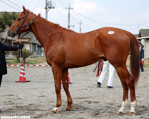 ミヨノエルフの17(父トワイニング)