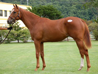 父フォーティナイナー 母シークレットヴァージニア(Secretariat)