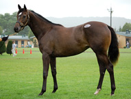 父アドマイヤベガ 母アンフォイルド(Unbridled)