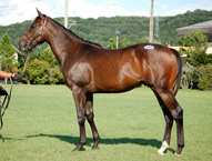 父フジキセキ 母サラトガビューティ(アジュディケーティング)